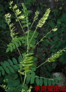 黄芪植物图片