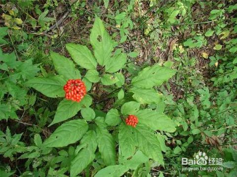 野人参图片植物图片