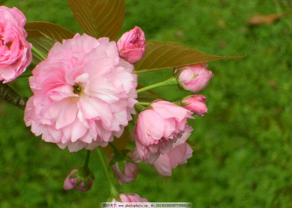 樱花 粉色 春天 樱花树 花团锦簇 园艺 观赏花木 花朵 花草 素雅 漂亮