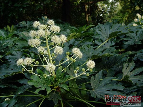 近段时期,西湖景区部分公园景点的八角金盘开花了.