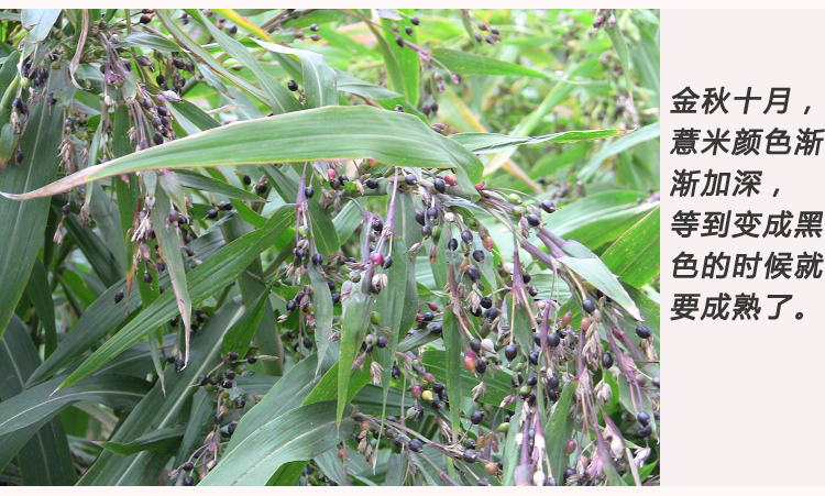 山薏米植物图片