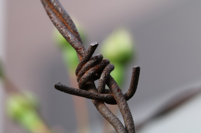 带刺结实的铁丝网图片