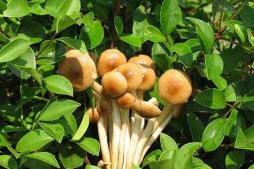 茶树菇的分布情况介绍，看看你的家乡合适生长茶树菇吗