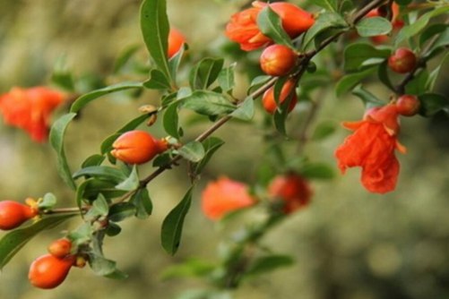 石榴花几月开花？石榴花儿红红地开