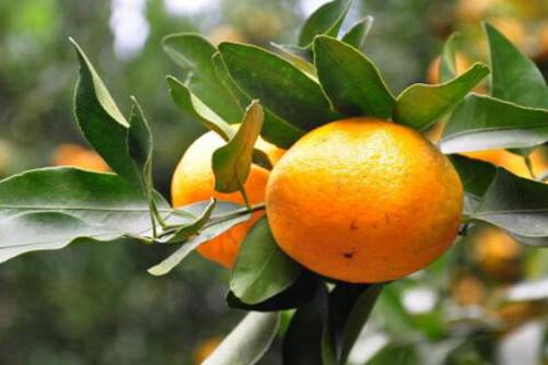 芦柑和橘子的区别，带你认识芦柑和橘子