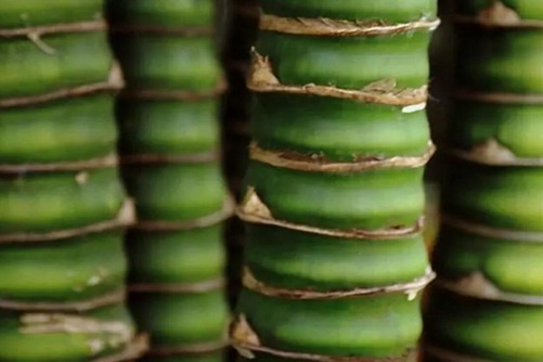 罗汉竹怎么养 外形圆润 可爱庄重，制作成罗汉竹盆栽观赏性更强