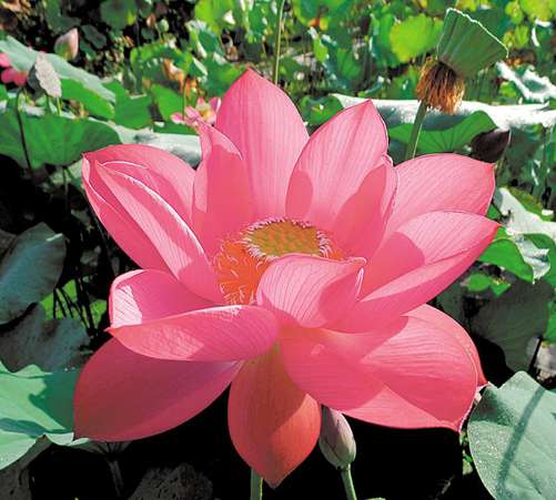 中科院武汉植物园又添五个莲花新品种获国际认证，秋冬一样可以赏莲了