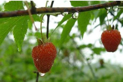 覆盆子种植全过程，教你学会盆栽覆盆子，一棵管饱管够