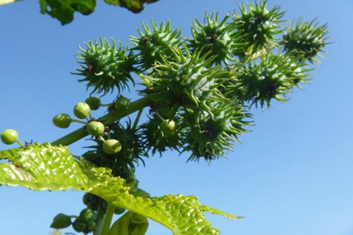 蓖麻怎么种植?蓖麻种植技术介绍