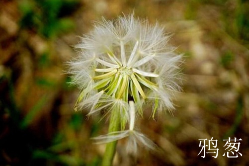 鸦葱和蒲公英是一种植物吗，鸦葱和蒲公英的功效与作用介绍