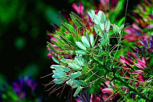 醉蝶花种植方法介绍，翩翩起舞的醉蝶花非常迷人陶醉