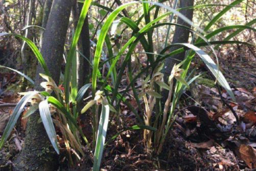 兰花栽培方法，如何在家种植兰花小编来告诉你