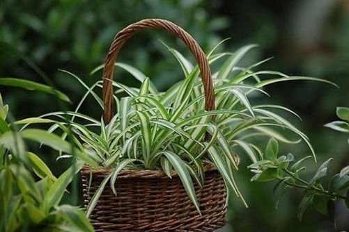 吊兰夏天多久浇水，才能枝繁叶茂还开花