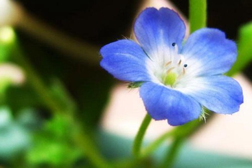 粉蝶花简介，养出漂亮的粉蝶花须做好这几点