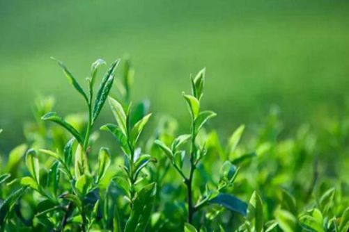 建德苞茶的功效和作用，建德苞茶的市场行情