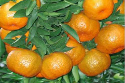金橘树和金桔树的区别，金桔树与金橘树是同一种植物吗