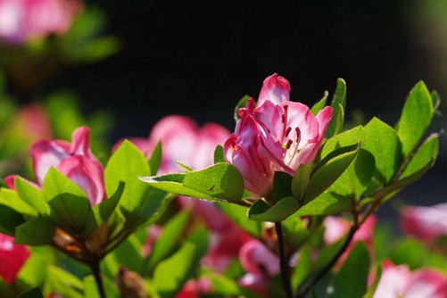 夏鹃的养殖方法，夏鹃这样养花艳花期又长