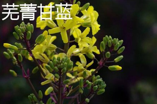 芜菁和芜菁甘蓝的区别，学会这些两点再也担心买错芜菁甘蓝了