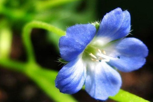 粉蝶花简介，养出漂亮的粉蝶花须做好这几点