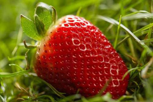阳台草莓的种植方法，草莓种阳台三招让草莓大又甜