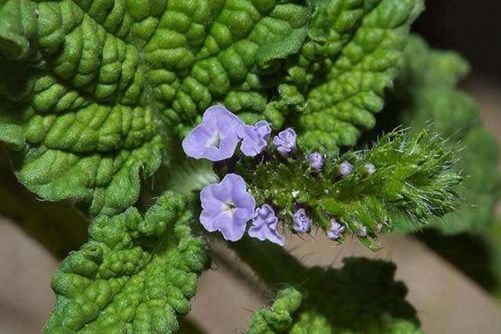 香水草有什么作用 阳台种一棵“香水草”，花香飘满整个房间