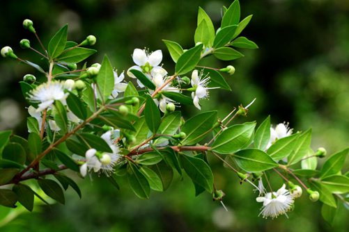 香桃木的养殖方法介绍，香桃木这样养繁花满树，清雅脱俗，香味十足