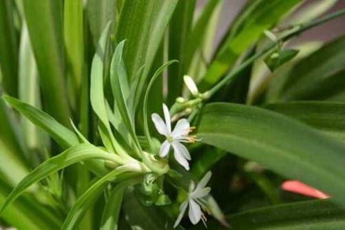 水生植物有哪些？你知道吗，这些植物也是水生植物