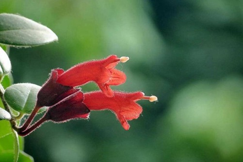 口红花养殖方法介绍，口红花花型奇特观赏性强，能吸甲醛净化空气