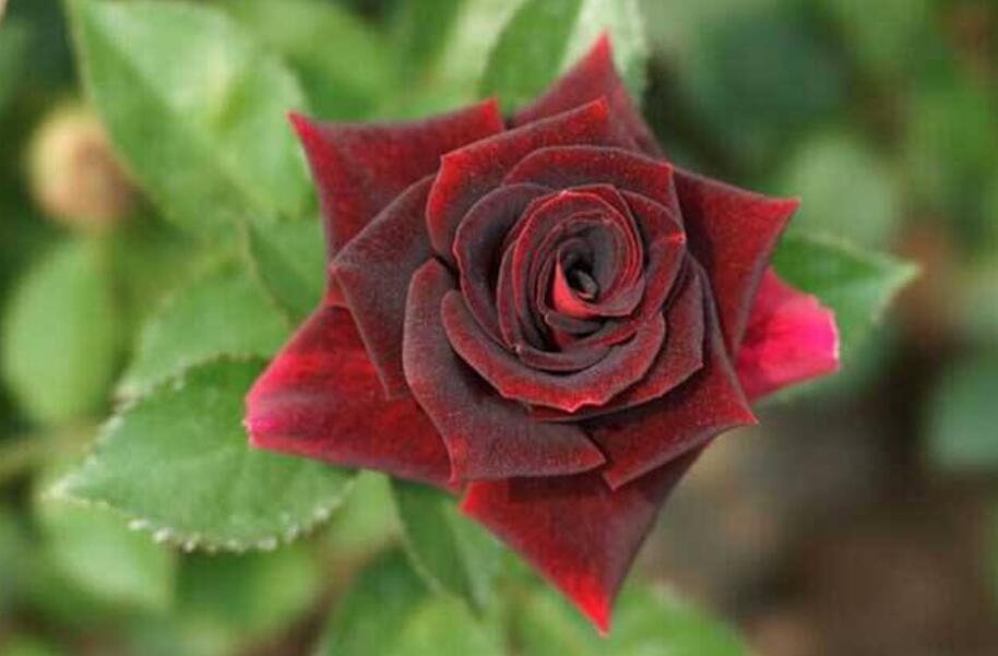 路易十四玫瑰多少钱，没车没房没车种盆路易十四玫瑰，送给她吧