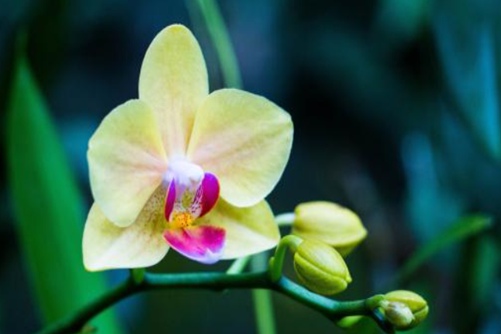 兰花栽培方法，如何在家种植兰花小编来告诉你