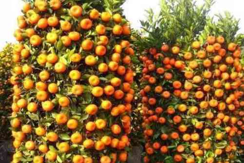 金橘树和金桔树的区别，金桔树与金橘树是同一种植物吗
