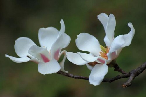 木兰花种植方法，注意这几点，木兰花长得真好看