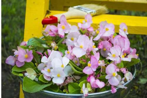 花坛植物有哪些？花坛植物选择和种植要点都在这里