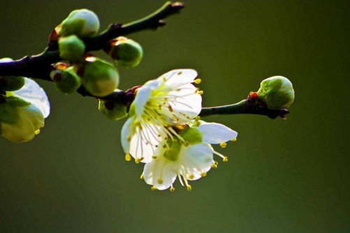 绿萼梅什么时候开花，绿萼梅的养殖方法和注意事项