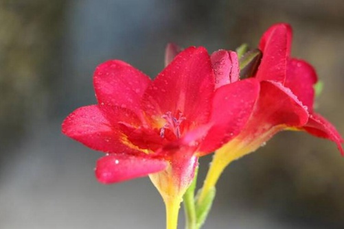 香雪兰的养殖方法和注意事项，秋冬养一盆花大色多，味道还特别香