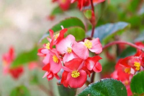 花坛植物有哪些？花坛植物选择和种植要点都在这里