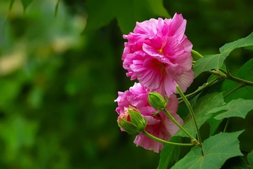 木芙蓉花什么时候开，木芙蓉花的花期与花语介绍