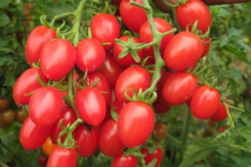 樱桃番茄的营养价值和功效介绍，樱桃番茄虽小 营养价值高
