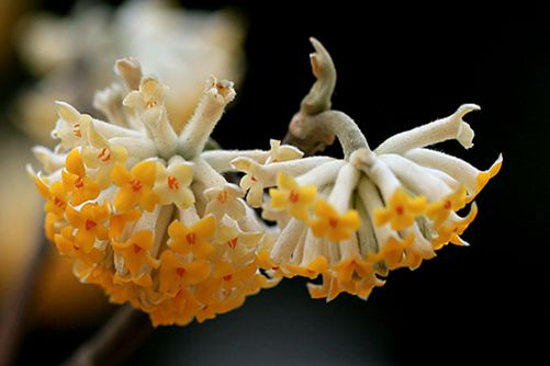 结香花的养殖方法和注意事项，掌握好这些结香花枝繁叶茂