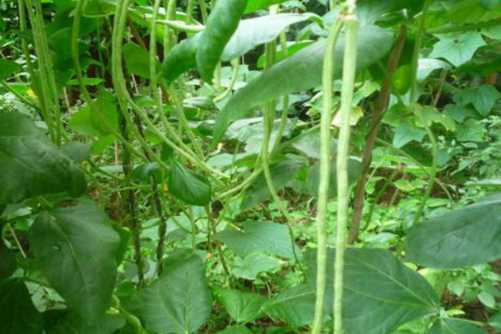 缸豆的种植方法，豇豆的栽种技巧