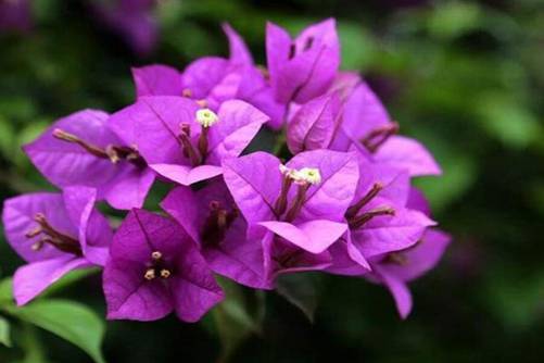 三角梅花期多长？三角梅花期这样做，花苞不掉四季花开