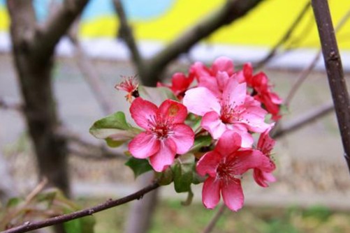 秋海棠怎么养，想让秋海棠保持常年开花，这几点都不可忽略