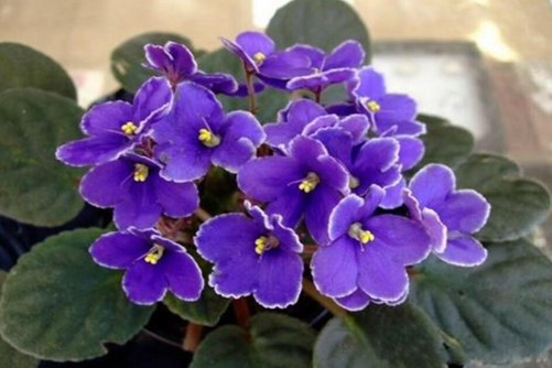 紫罗兰什么季节开花， 紫罗兰不开花和种子有直接关系，你知道吗