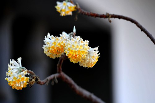 结香花的养殖方法和注意事项，掌握好这些结香花枝繁叶茂