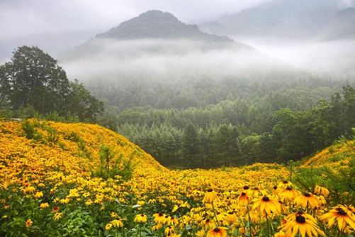 黄金菊怎么养，一日看透秋风去，满城尽带“黄金菊”