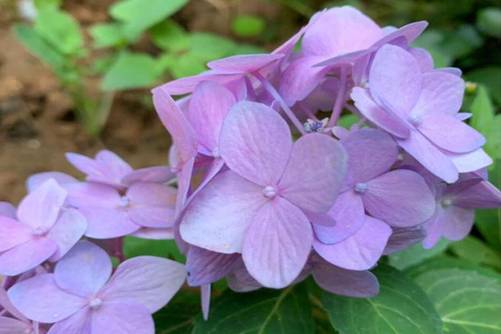 绣球花花期是什么时候？绣球花这样养殖花期超长