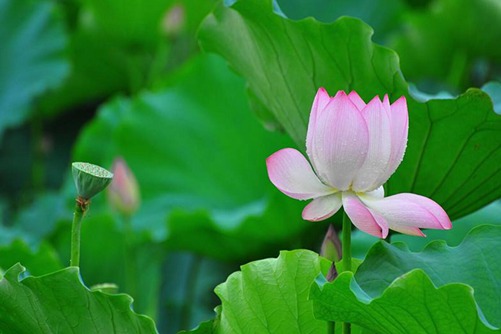 荷花寓意象征着什么，荷花花语如此浪漫