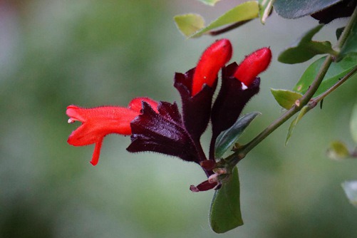 口红花养殖方法介绍，口红花花型奇特观赏性强，能吸甲醛净化空气