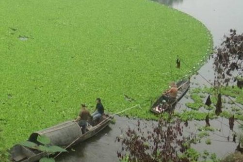 凤眼蓝的养殖方法介绍，凤眼蓝花开漂亮，但人们对它又爱又恨