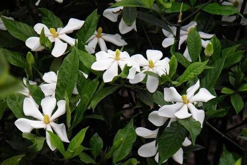 栀子花花期是什么时候，栀子花花期介绍